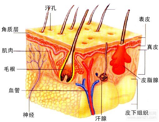 皮肤解剖结构模式图 皮肤解剖结构模式图