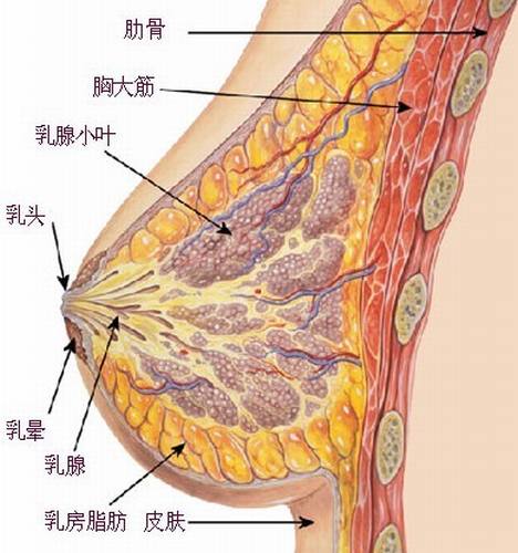 隆胸的方法有哪些？假体隆胸可能带来的危害是什么？