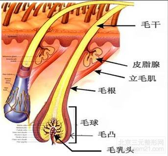 毛发解剖结构 毛发解剖结构