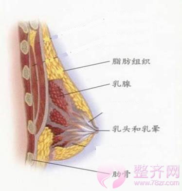 不穿胸罩乳房更挺，你知道吗？