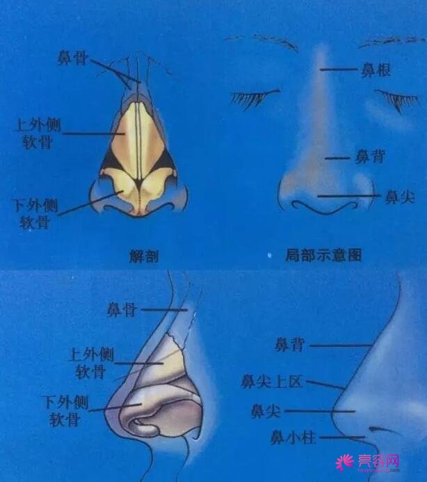 鼻小柱整形的材料有哪些